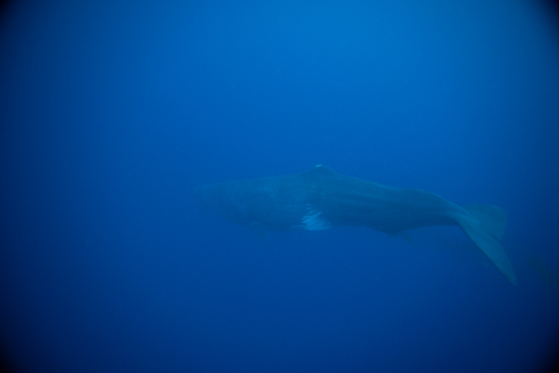 Vignetting and distortion on this unedited photo of a sperm whale captured at 14mm. f/4, 1/125, ISO 1250