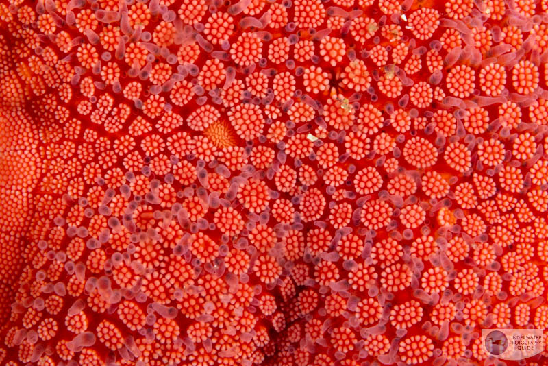 This photo of seastar skin was captured with the Canon R5 Mark II and the Canon EOS 100mm macro lens