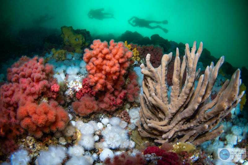 A classic coldwater reef scene photographed with the Canon R5 Mark II. The autofocus was exceptional - even in low light. f/11, 1/50, ISO 400