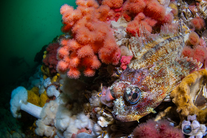 A red irish lord photographed with the Canon EOS R5 Mark II in an Ikelite housing. f/11, 1/50, ISO 400