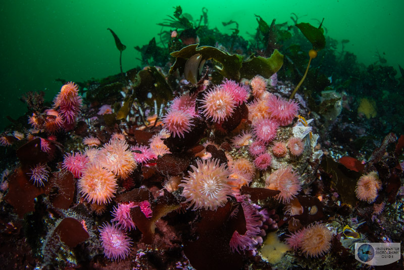 These aggregated anemones were photographed with the Canon EOS R5 Mark II and the Canon 8-15mm fisheye lens