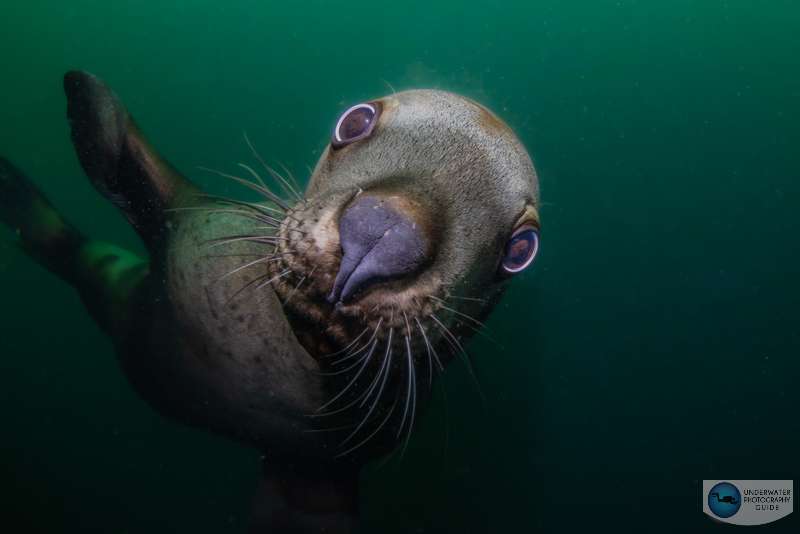 The Canon R5 Mark II had no problem acquiring focus with these quick Stellar Sealions. f/13, 1/250, ISO 320