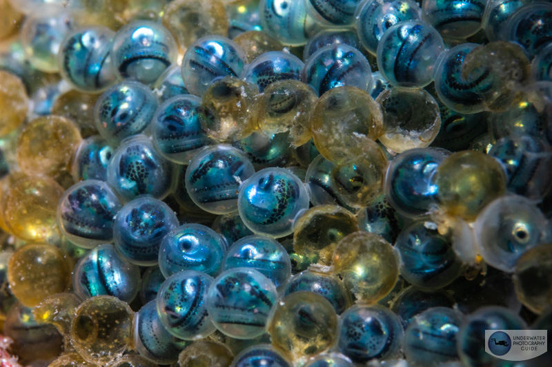 An APS-C sensor on the R7 in conjunction with the Canon RF 100mm macro lens is the perfect tool for photographing tiny critters like these larval fish in fish eggs. f/16, 1/160, ISO 320