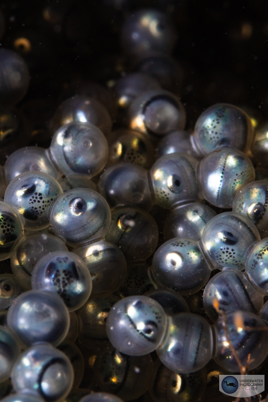 Fish eggs photographed with the RF100mm macro. f/16, 1/160, ISO 320