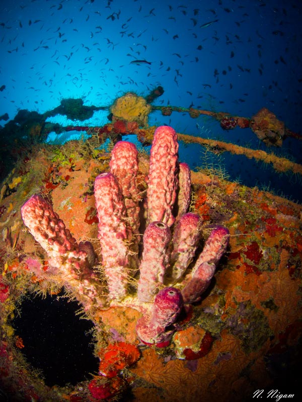 Beyond the Resorts: Diving in the Dominican Republic - Underwater ...