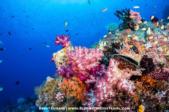 The Big Picture: Shooting Reefscapes - Underwater Photography Guide