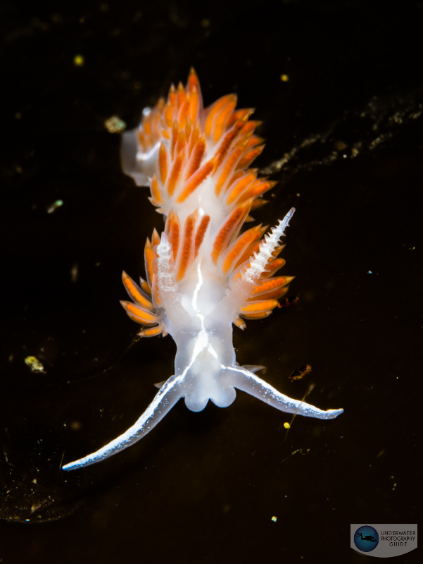 A nudibranch photographed with the Panasonic GH6, dual Ikelite 230 strobes, and the Olympus 60mm macro lens. f/18, 1/160, ISO 250