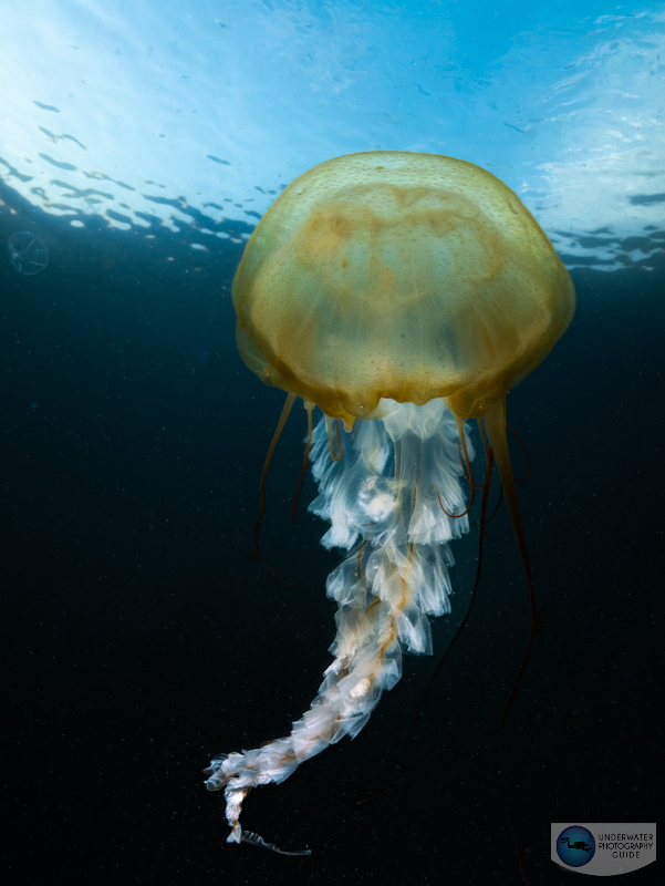 A sea nettle photographed with the Panasonic GH6, Ikelite GH6 housing, dual Ikelite DS 230 strobes, and the Olympus 7-14mm Pro wide lens. f/13, 1/100, ISO 259