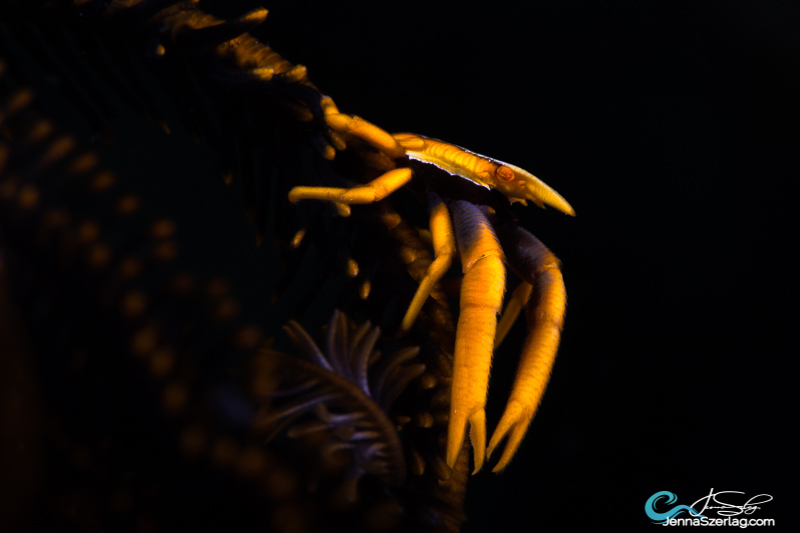Crinoid Lobster, Philippines. Strobes are angled back toward housing for black background.