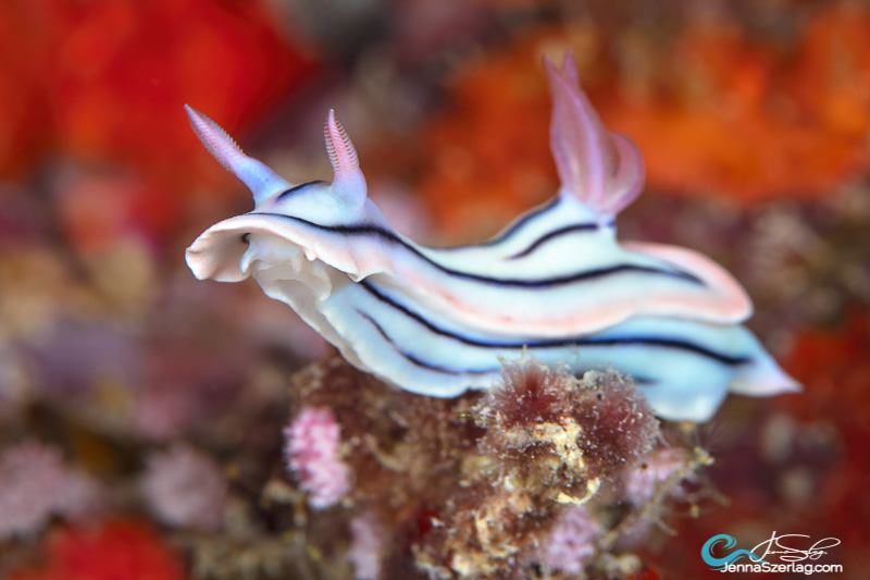Chromodoris lochi, Fiji. A colorful background is achieved by angling strobes out.