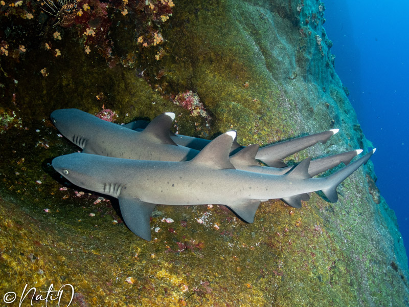 White tip reef sharks photographed by Natasha Overbo with the Kraken 15,000 and an Olympus TG-6