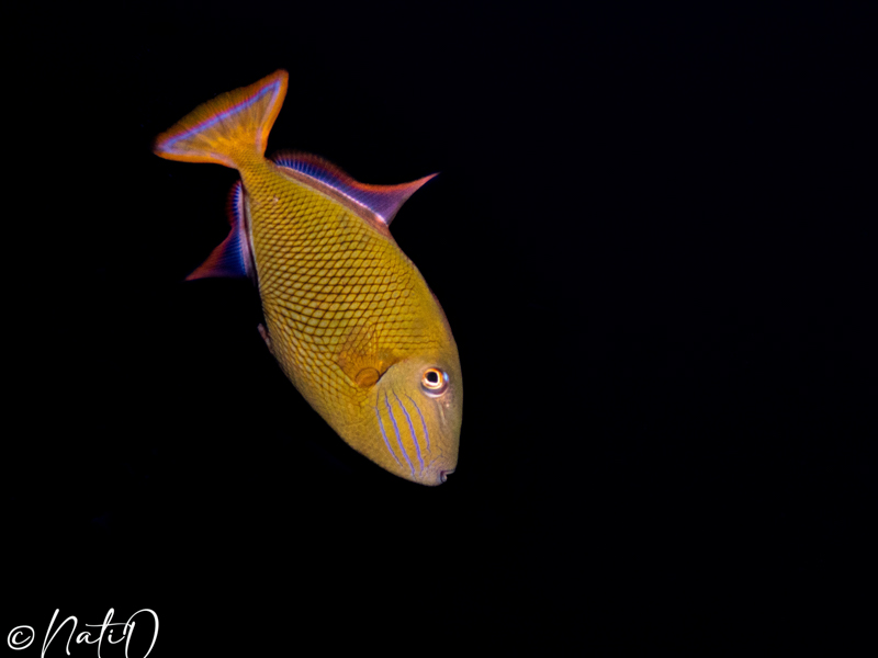 A trigger fish photographed by Natasha Overbo and the Kraken 15000
