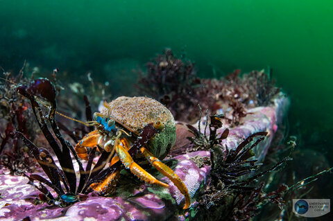 A hermit crab eyes the curious photographer starting back at it