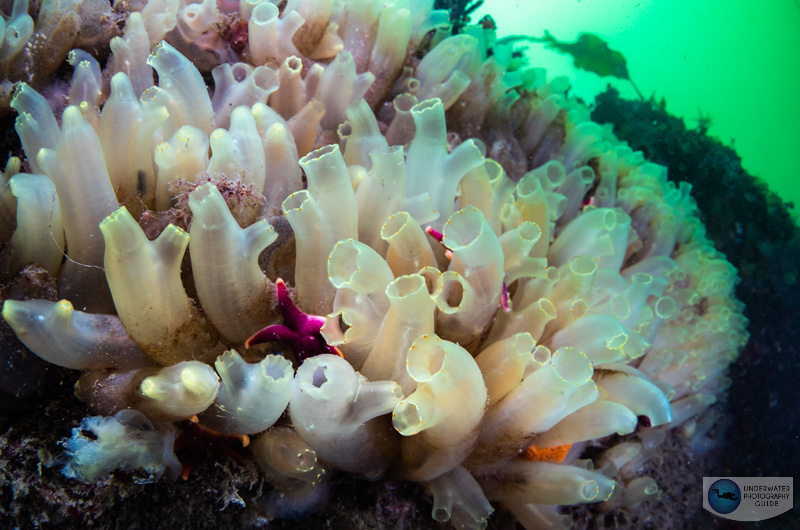 Invasive vase tunicates (Ciona intestinalis) cover the sea floor