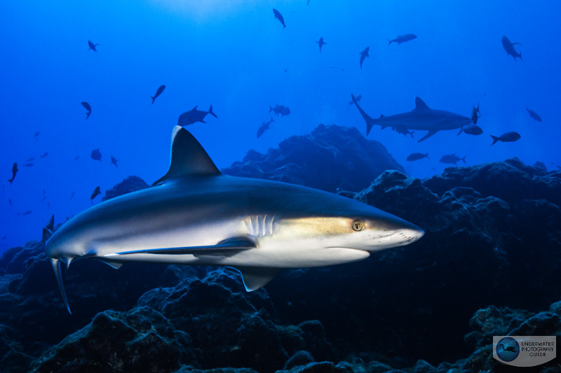 Shark photographed with the Nikon 14-30mm f/4