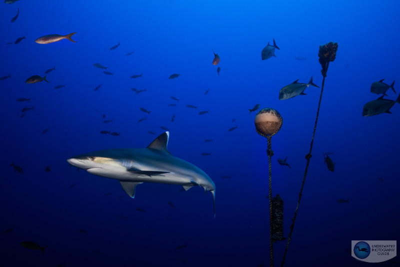 A quintessential shark scene photographed with the Nikon 14-30mm f/4 Z mount lens