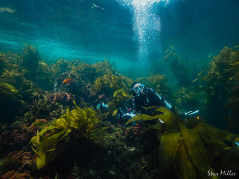 A diver explores Catalina's kelp forest. Image captured by Steve Miller, with an Olympus OM System OM-1 camera in an Ikelite housing. 