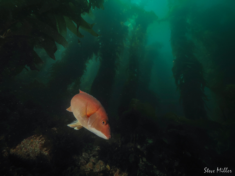 A sheephead in the kelpforest photographed by Steven Miller with an OM System OM1 in an Ikelite housing