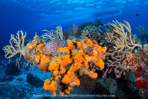 Diving Cozumel: A Photo Essay - Underwater Photography Guide