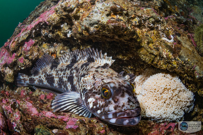 A lingcod protecting eggs photographed with the Canon EOS R6 Mark II in an Ikelite R6 Mark II housing with dual Ikelite DS 230 strobes and a Canon 8-15mm fisheye lens. 1/80, f/13, ISO 320