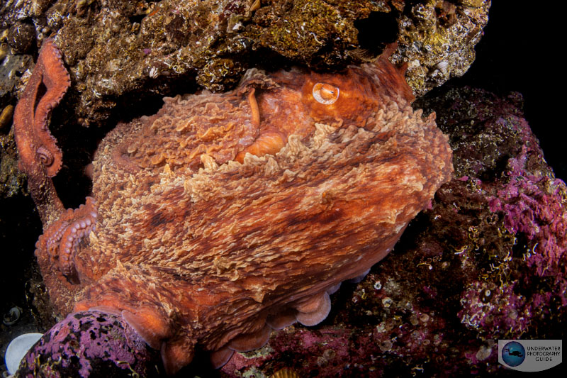 The culprit that tried to steal my camera - a Giant Pacific Octopus! Photographed with the Canon EOS R6 Mark II in an Ikelite R6 Mark II housing with the Canon 8-15mm fisheye lens. 1/80, f./13,ISO 320