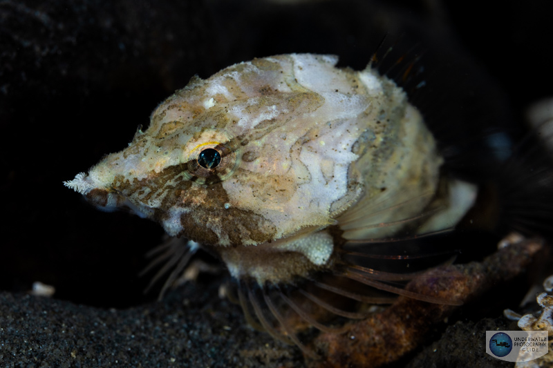 It can be tough acquiring autofocus with a grunt sculpin scurrying accross the bottom - but not too difficult for the Canon R6 Mark II! Photographed with the Canon EOS R6 Mark II in an Ikelite R6 Mark II housing with dual Ikelite DS 230 strobes and a Canon RF100mm macro lens. 1/60, f/16, ISO 500