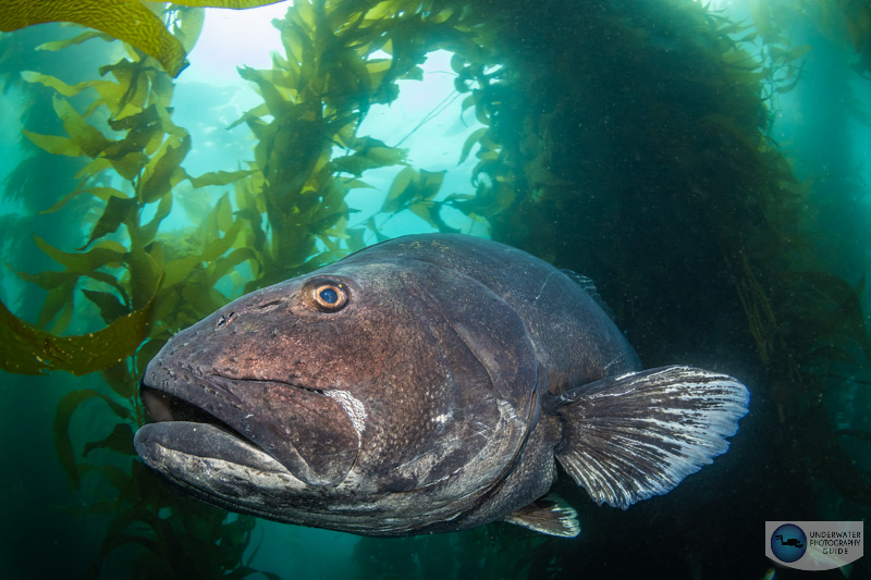 A Giant Black Sea Bass photographed with the Canon EOS R8.  f/13, 1/40, ISO 1600