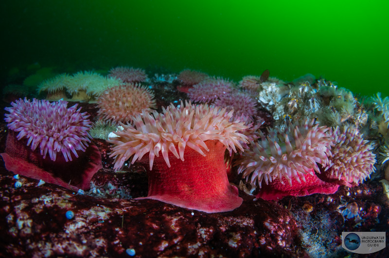 Anemones are designed to hang on and collect food flowing by in the fast currents.