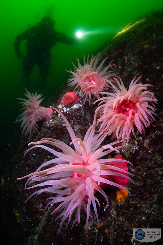 Crimson anemones on a lower current dive in the inlet