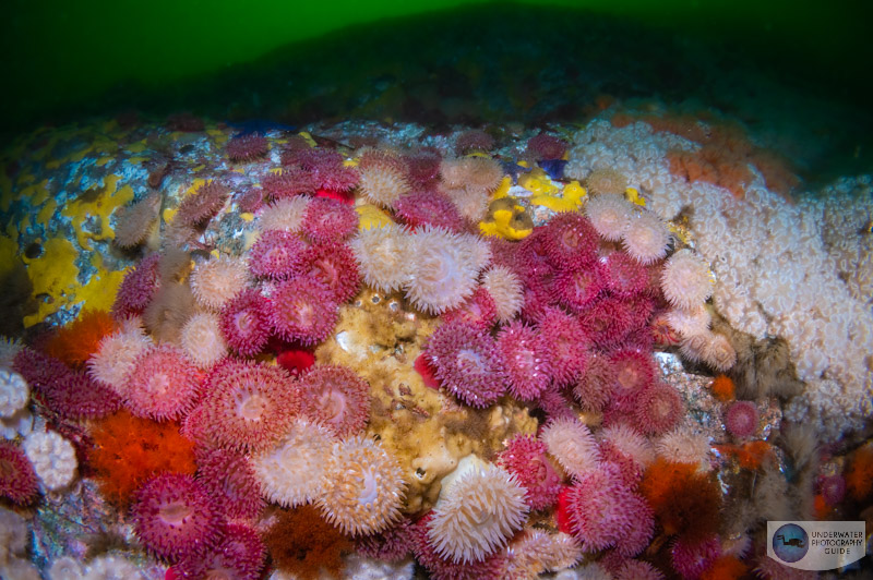 The best patch of painted anemones and metridiums in the skookumchuck narrows