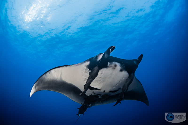 A manta ray photographed with the Canon 8-15mm fisheye lens, Sigma MC 11 adapter, and Sony A7 IV f/10, 1/125, ISO 200