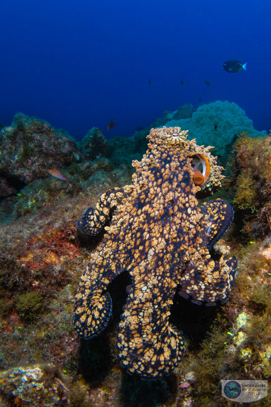 TTL was the only way to get a photo of this octopus moving quickly along the reef. Photographed with a single Ikelite DS230 strobe. f/13, 1/160, ISO 400
