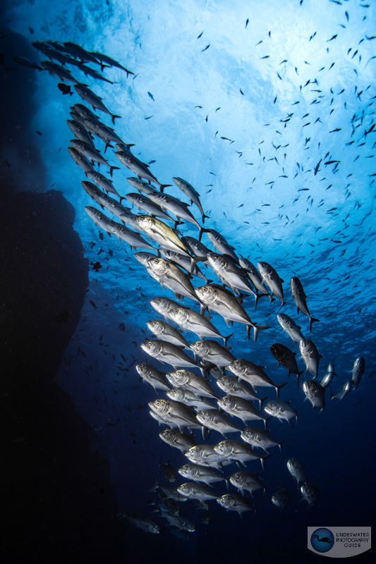 An underwater strobe illuminates a school of fish underwater