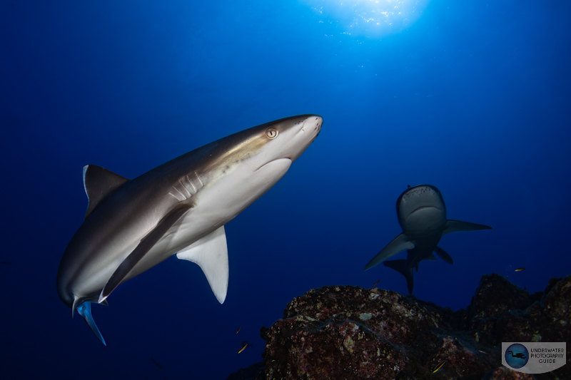 Silvertip sharks photographed with the Sony A7 IV, Canon 8-15mm fisheye lens in an Ikelite A7 IV housing. f/22, 1/125, ISO 100