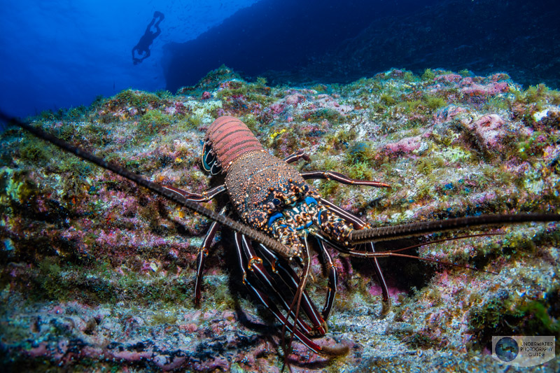 A spiny lobster photographed with the Sony A7 IV, Ikelite Sony A7 IV underwater housing, Canon 8-15mm fisheye lens, and Ikelite DS 230 strobes. f/10, 1/125, ISO 400