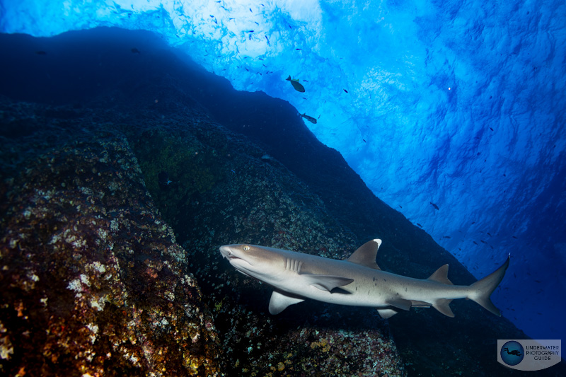 A whitetip reef shark at Roca Partida photographed with a Canon 8-15mm fisheye lens, Sigma MC 11 adapter, and Sony A7 IV. f/10, 1/125, ISO 400