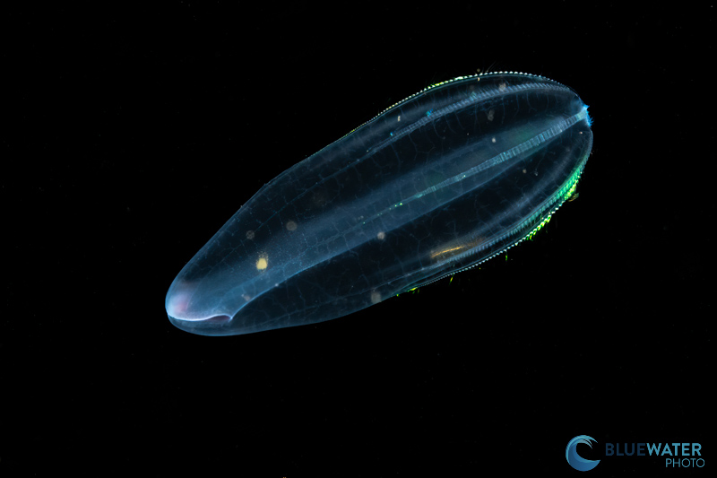 Comb jelly photographed with the Sony a9 III and Sony 90mm macro lens. 1/500, ISO 250, f/22