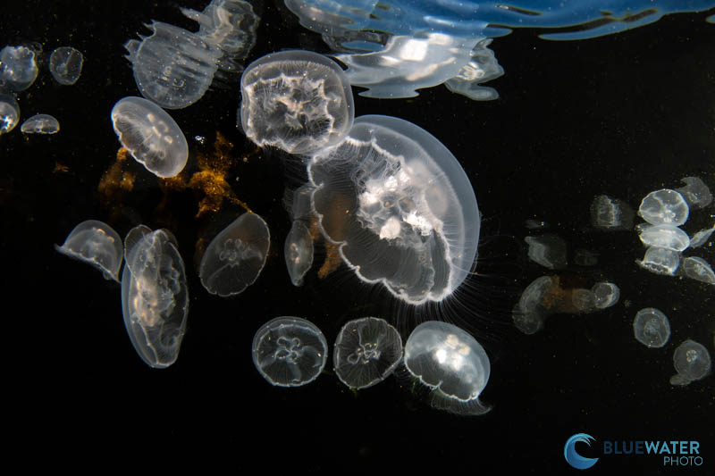 Moon jellies photographed at the water's surface at mid-day. f/22, 1/400, ISO 250