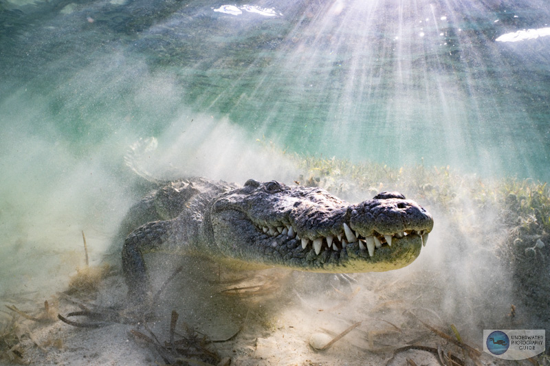 A crocodile captured with the Sony 28-60mm kit lens and Nauticam WWL-1 wet wide lens by Kyle Wagener. f/9, 1/250, ISO 250