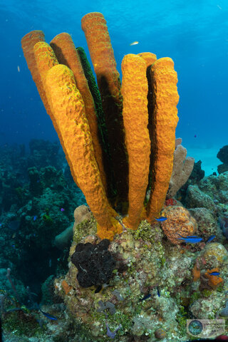 This stand of sponges is sharp from the top to the bottom of the photo by Kyle Wagener. f/11, 1/160, ISO 200
