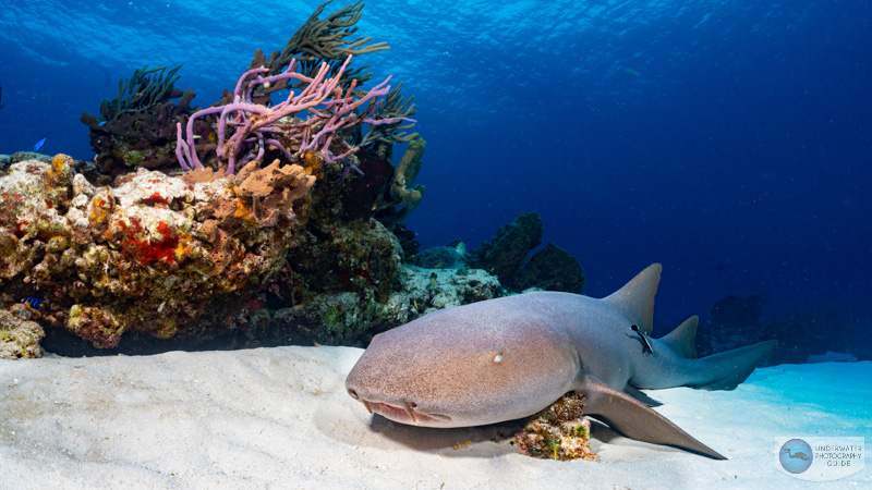 A nurse shark in the sand photographed by Kyle Wagener with the Sony 28-60mm kit lens and the Nauticam WWL-1. Kyle took advantage of the zoom through capability of the WWL-1 in this shot.  35mm, f/11, 1/160, ISO 320
