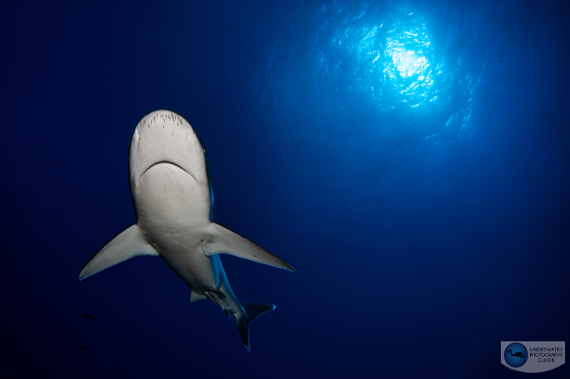 A silvertip shark photographed with the Sony A7 IV and dual Ikelite DS230 strobes. The high power of the strobe allowed me to illuminate the shark when shooting into bright sunlight. f/22, 1/125, ISO 100