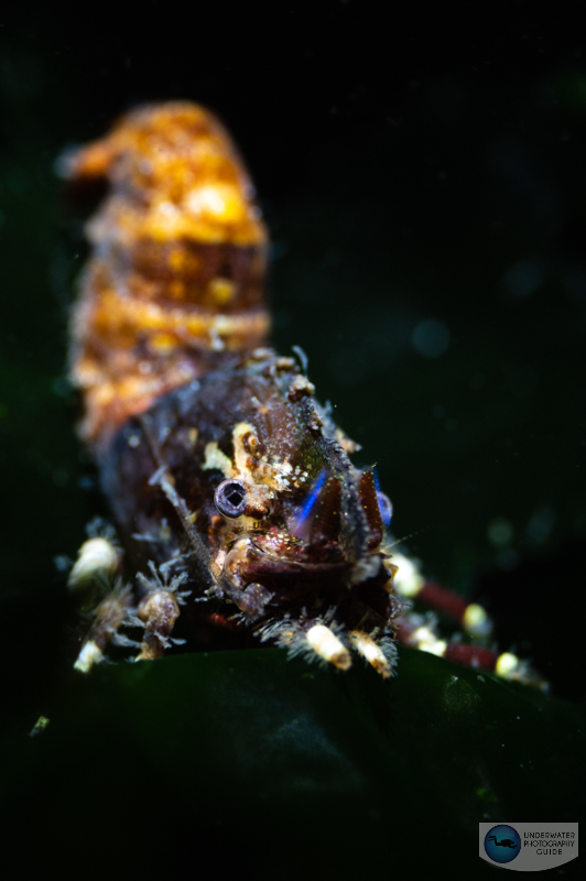 A shrimp photographed with the Nikon Z 105mm macro and the Kraken FE 1000 focus light. f/11, 1/100, ISO 500