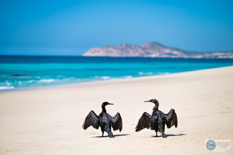 An extremely sharp photo of shorebirds shot in Cabo San Lucas with the Nikon 105mm macro. 1/4000, f/2.5, ISO 160