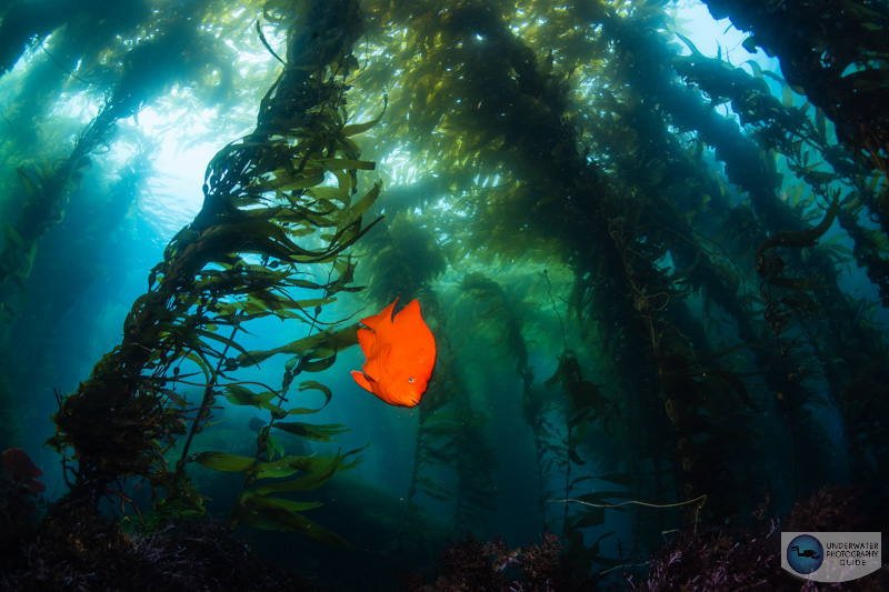 Underneath the kelp forest canopy, there is not much ambient light. The Z6III's improved in-body image-stabilization allowed me to reduce the shutter speed to 1/30th of a second without motion blur from camera shake! f/13, 1/30, ISO 100