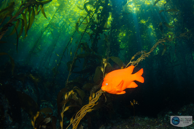 The Nikon Z6 III was able to capture both the light rays in these scene and details in the shadows under a thick canopy of kelp. Shot with an Ikelite Z6 III housing. 1/30, ISO 100, f/13