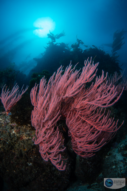 A gorgonian soft coral reefscape captured with the Nikon Z6III. f/14, 1/100, ISO 100