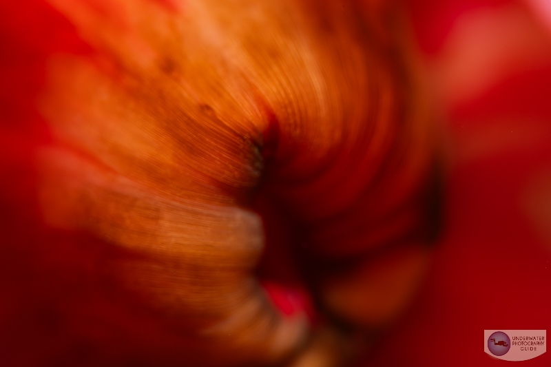 Textures from the mouth of an anemone captured with the Nikon Z 105mm macro lens and the Nikon Z6 III. f/16, 1/160, ISO 100