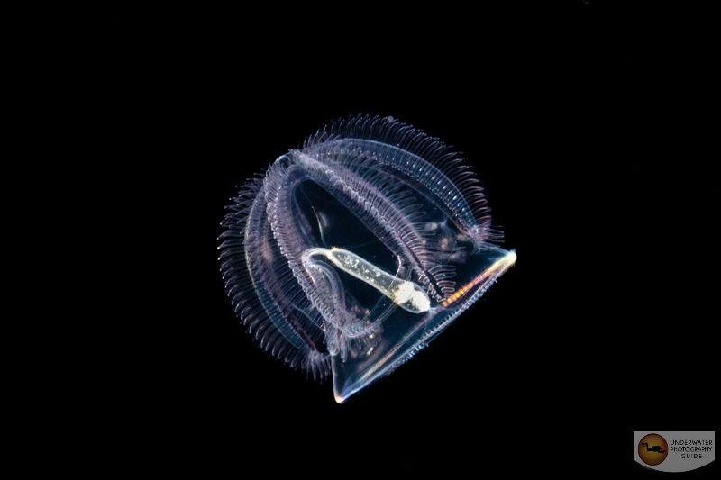 A jelly captured on a blackwater dive with the Nikon Z8 and the Nikon 60mm. 1/160, f/20, ISO 200