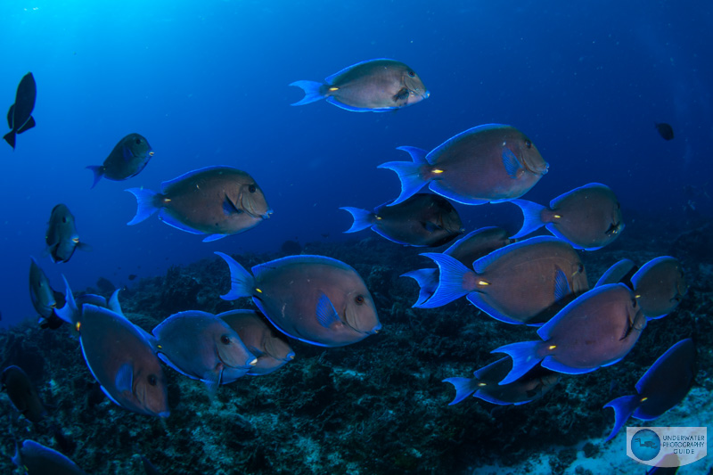 A beautiful school of blue tang surgeonfish photographed with the Nikon Z8. f/16, 1/125, ISO 200
